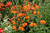 ALSTROEMERIA ORANGE GLORY (PERUVIAN LILY)