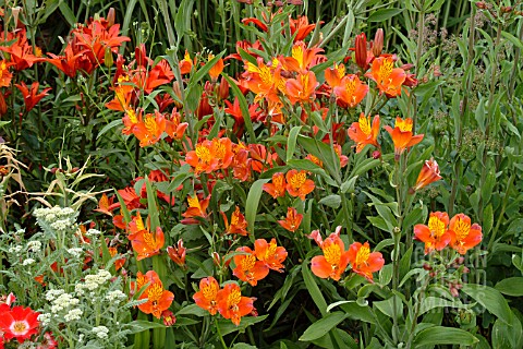 ALSTROEMERIA_ORANGE_GLORY_PERUVIAN_LILY