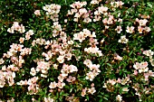 ROSA NOZOMI (GROUND COVER)