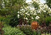 WHITE ROSE ON PERGOLA