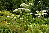 HERACLEUM MANTEGAZZIANUM (GIANT HOGWEED)