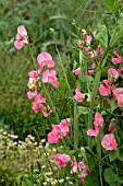 LATHYRUS MRS R. BOLTON