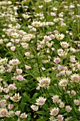 ASTRANTIA MAJOR BUCKLAND