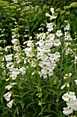 PENSTEMON SNOW STORM