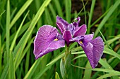 IRIS ENSATA HASHIZORA