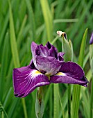 IRIS ENSATA YUKUN