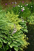 FERNS,  HOSTAS, IRIS ENSATA,  ALCHEMILLA MOLLIS