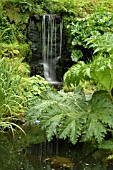 GUNNERA MANICATA