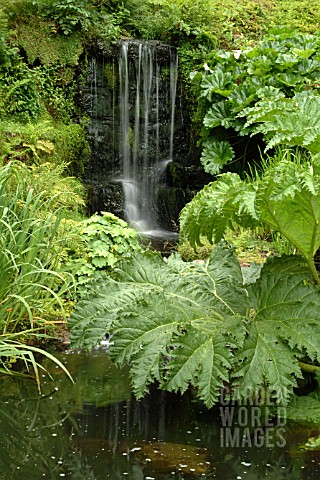GUNNERA_MANICATA