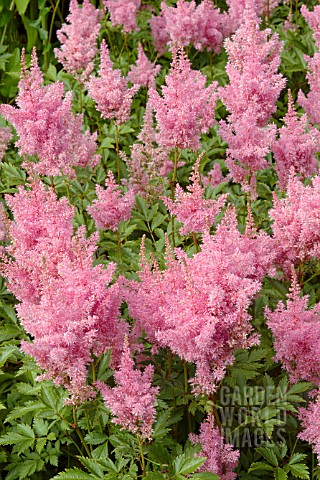 ASTILBE_X_ARENDSII_SALMON_QUEEN