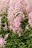 ASTILBE X ARENDSII HYACINTH