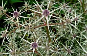 ERYNGIUM VARIIFOLIUM