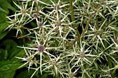 ERYNGIUM VARIIFOLIUM