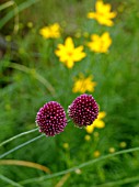 ALLIUM SPHAEROCEPHALON