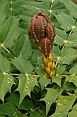 YOUNG LEAVES OF MAHONIA X MEDIA WINTER SUN