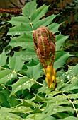 YOUNG LEAVES OF MAHONIA X MEDIA WINTER SUN