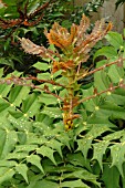 YOUNG LEAVES OF MAHONIA X MEDIA WINTER SUN