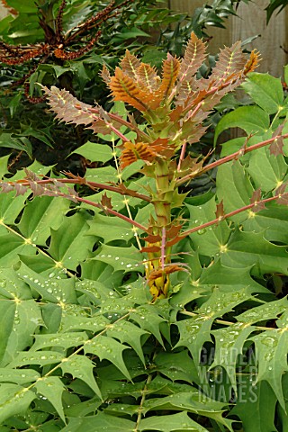 YOUNG_LEAVES_OF_MAHONIA_X_MEDIA_WINTER_SUN