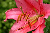 LILIUM ACAPULCO