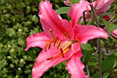 LILIUM ACAPULCO