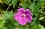 GERANIUM WISLEY HYBRID