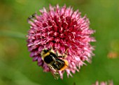 BUMBLE BEE ON ALLIUM SPHAEROCEPHALON