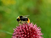 BUMBLE BEE ON ALLIUM SPHAEROCEPHALON