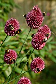 BUMBLE BEE ON ALLIUM SPHAEROCEPHALON