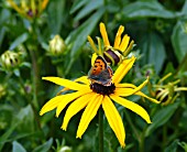 SMALL COPPER BUTTERFLY (LYCAENA PHLAEAS) ON RUDBECKIA