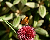 SMALL COPPER BUTTERFLY (LYCAENA PHLAEAS) ON ALLIUM SPAEROCEPHALON