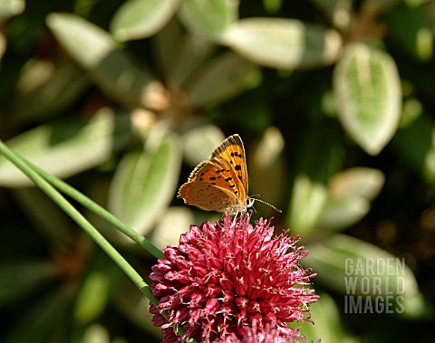 SMALL_COPPER_BUTTERFLY_LYCAENA_PHLAEAS_ON_ALLIUM_SPAEROCEPHALON