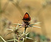 SMALL COPPER BUTTERFLY (LYCAENA PHLAEAS) ON ERYNGIUM VARIIFOLIUM