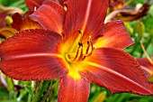 HEMEROCALLIS MISSENDEN (DAY LILY)