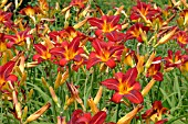 HEMEROCALLIS MISSENDEN (DAY LILY)