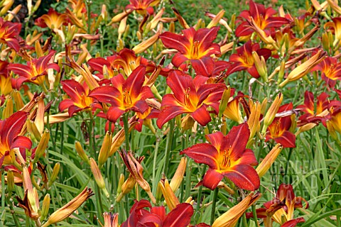 HEMEROCALLIS_MISSENDEN_DAY_LILY