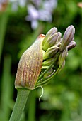 AGAPANTHUS ZELLA THOMAS BUD (AFRICAN LILY)