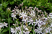 AGAPANTHUS ZELLA THOMAS (AFRICAN LILY)