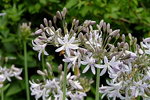 AGAPANTHUS_ZELLA_THOMAS_AFRICAN_LILY