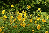 HYPERICUM FORRESTII