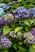 HYDRANGEA MACROPHYLLA BOUQUET ROSE