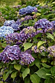 HYDRANGEA MACROPHYLLA BOUQUET ROSE