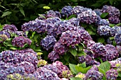 HYDRANGEA MACROPHYLLA BOUQUET ROSE