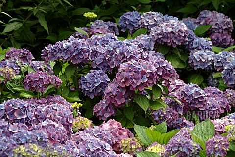 HYDRANGEA_MACROPHYLLA_BOUQUET_ROSE