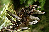 PHORMIUM TENAX SEED PODS