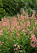 PENSTEMON HIDCOTE PINK