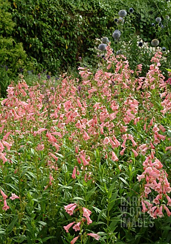 PENSTEMON_HIDCOTE_PINK