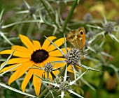 GATEKEEPER BUTTERFLY (PYRONIA TITHONUS) ON ERYNGIUM VARIIFOLIUM