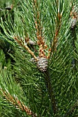 CONE OF PINUS HELDREICHII