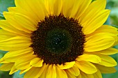 HELIANTHUS ANNUUS (SUNFLOWER)