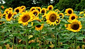 HELIANTHUS ANNUUS (SUNFLOWER)